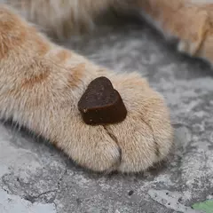 FLEXICAT