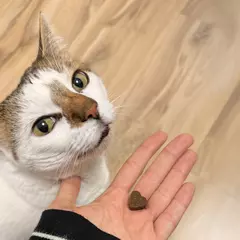 хранителна добавка за котки в човешка ръка и коте