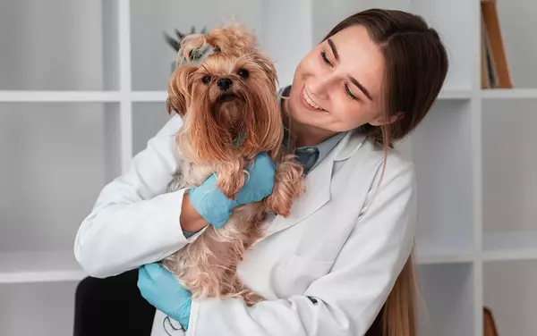 How to prepare your pet for a vet visit