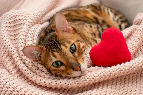 Защо котката ти те удря леко с глава по лицето или ръцете?