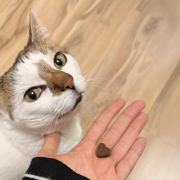 хранителна добавка за котки в човешка ръка и коте